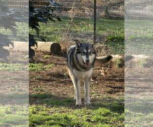 Siberian Husky-Unknown Mix Dogs for adoption in Scottsboro, AL, USA