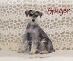 Small Photo #1 Schnauzer (Miniature) Puppy For Sale in DENVER, PA, USA