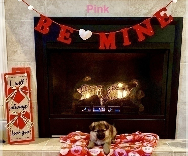 Medium Photo #1 German Shepherd Dog Puppy For Sale in GALLIPOLIS, OH, USA