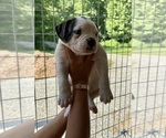 Small #1 American Bulldog