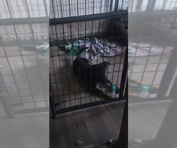 Medium Photo #4 Australian Shepherd-German Shepherd Dog Mix Puppy For Sale in Aurora, IN, USA