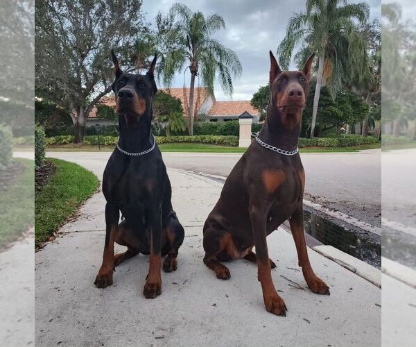 Medium Photo #89 Doberman Pinscher Puppy For Sale in FORT LAUDERDALE, FL, USA