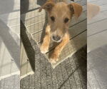 Small #1 Irish Terrier