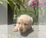 Small #8 Labrador Retriever