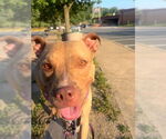 Small #8 American Staffordshire Terrier