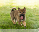 Small #26 Shiba Inu