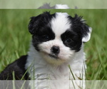 Small #3 Shih Aussie