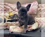 Small Photo #1 French Bulldog Puppy For Sale in RALEIGH, NC, USA