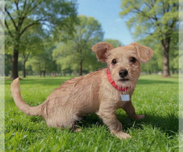 Medium Photo #6 Toxirn Puppy For Sale in Phoenix, AZ, USA