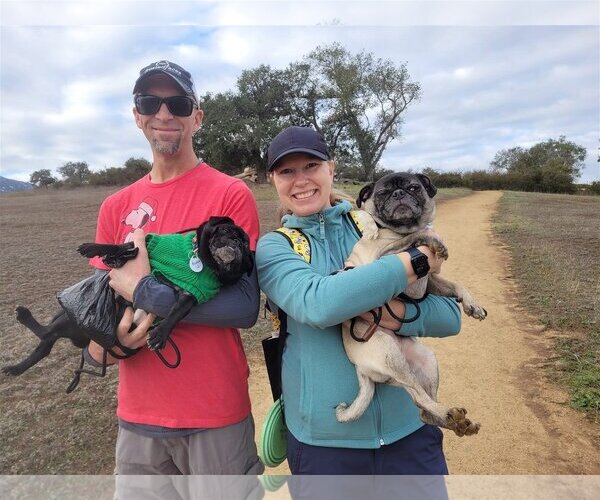 Medium Photo #6 Pug Puppy For Sale in  Ramona, CA, USA