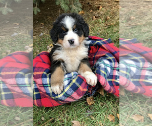 Bernese Mountain Dog Puppy for sale in GOSHEN, IN, USA