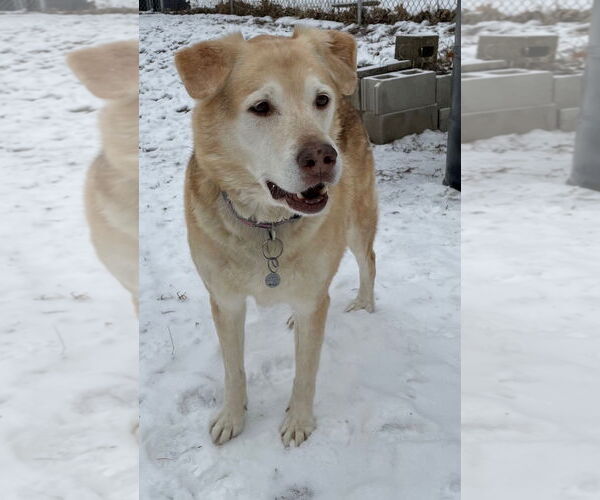 Medium Photo #2 Alaskan Malamute-German Shepherd Dog Mix Puppy For Sale in Techny, IL, USA