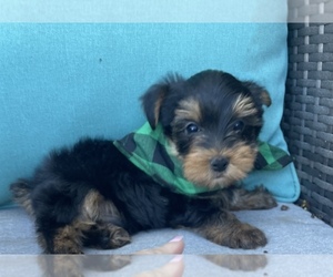Yorkshire Terrier Puppy for sale in CLINTON TOWNSHIP, MI, USA