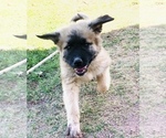 Small Photo #7 Caucasian Shepherd Dog Puppy For Sale in MESA, AZ, USA