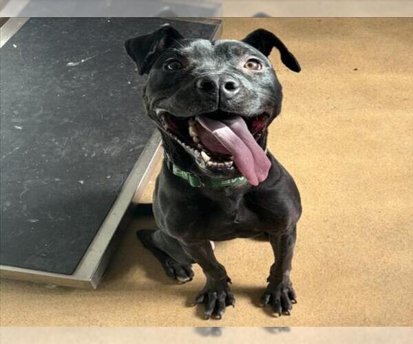 Medium Photo #1 American Pit Bull Terrier-Unknown Mix Puppy For Sale in Derwood, MD, USA