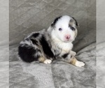 Small #10 Australian Shepherd
