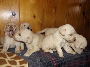 Labradoodle Puppy for sale in GREENWOOD, WI, USA