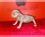 Small Photo #13 American Bully Puppy For Sale in TRENTON, NJ, USA