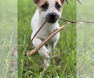 Australian Cattle Dog Puppy for sale in AUSTIN, TX, USA