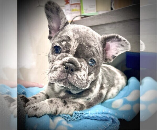 Medium Photo #1 French Bulldog Puppy For Sale in Wake Forest, NC, USA