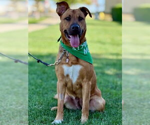 Black Mouth Cur-Unknown Mix Dogs for adoption in Jackson, CA, USA