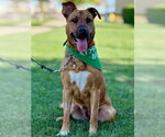 *LUCY - Female Black Mouth Cur-Unknown Mix Dog for Adoption - Small photo