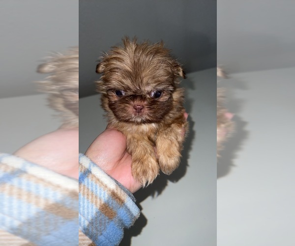 Medium Photo #3 Shih Tzu Puppy For Sale in TULARE, CA, USA