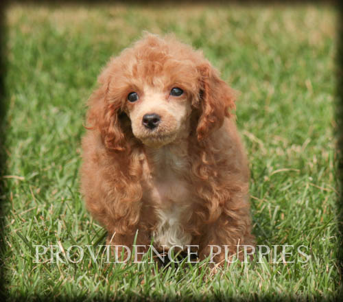 Medium Photo #14 Poodle (Miniature) Puppy For Sale in COPPOCK, IA, USA