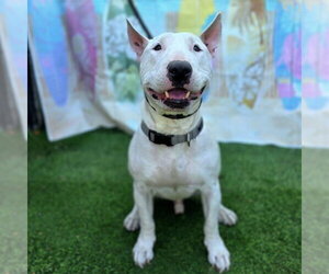 Bull Terrier Dogs for adoption in Long Beach, CA, USA