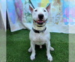 Small Bull Terrier