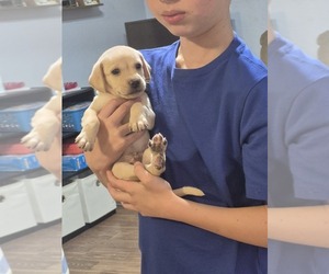 Chiweenie Puppy for sale in TUCSON, AZ, USA