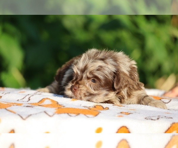 Medium Photo #18 ShihPoo Puppy For Sale in DYERSBURG, TN, USA