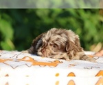 Small #17 ShihPoo