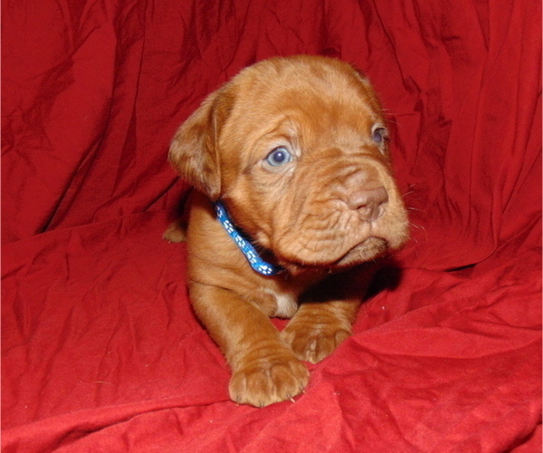 Medium Photo #1 Dogue de Bordeaux Puppy For Sale in BUFFALO, MO, USA