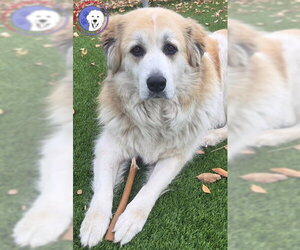 Great Pyrenees Dogs for adoption in Spring, TX, USA