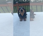 Small #3 Dachshund