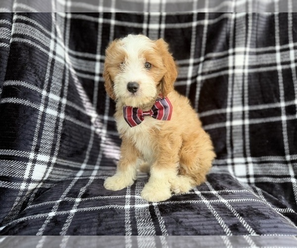 Medium Photo #8 Cavapoo (Miniature) Puppy For Sale in LAKELAND, FL, USA