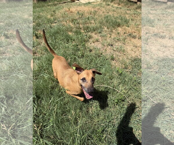 Medium Photo #2 Black Mouth Cur-Carolina Dog Mix Puppy For Sale in Jackson, MS, USA