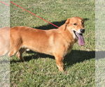 Small #1 Basset Retriever