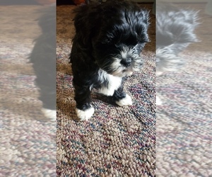 ShihPoo Puppy for sale in LOCUST GROVE, OK, USA