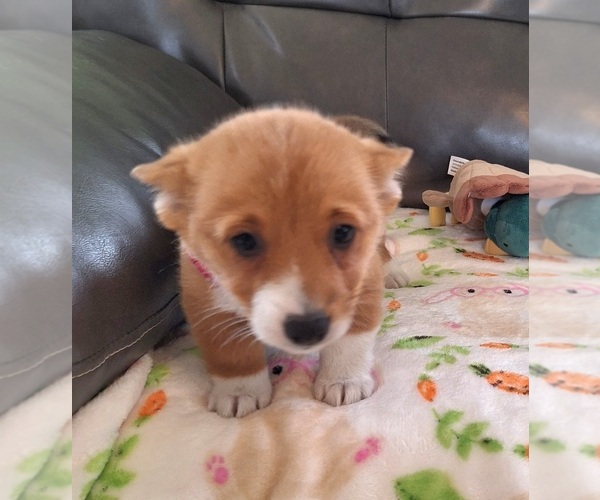 Medium Photo #9 Pembroke Welsh Corgi Puppy For Sale in ARROYO GRANDE, CA, USA