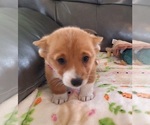 Small #8 Pembroke Welsh Corgi