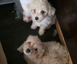 Maltipoo Puppy for sale in NEWNAN, GA, USA