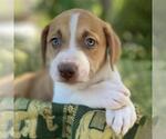 Small #4 Mutt