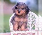 Small #1 Poodle (Toy)