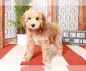 Goldendoodle (Miniature) Puppy for sale in NAPLES, FL, USA