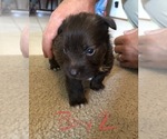 Small Photo #4 Schnauzer (Miniature) Puppy For Sale in ATOKA, TN, USA