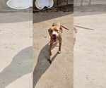 Small #2 American Pit Bull Terrier Mix