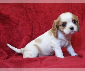 Cavalier King Charles Spaniel Puppy for sale in BROOKSVILLE, FL, USA