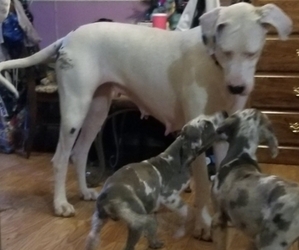 Mother of the Great Dane puppies born on 05/28/2023